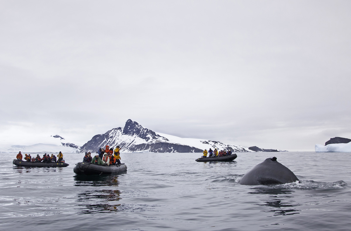 Humpback whales