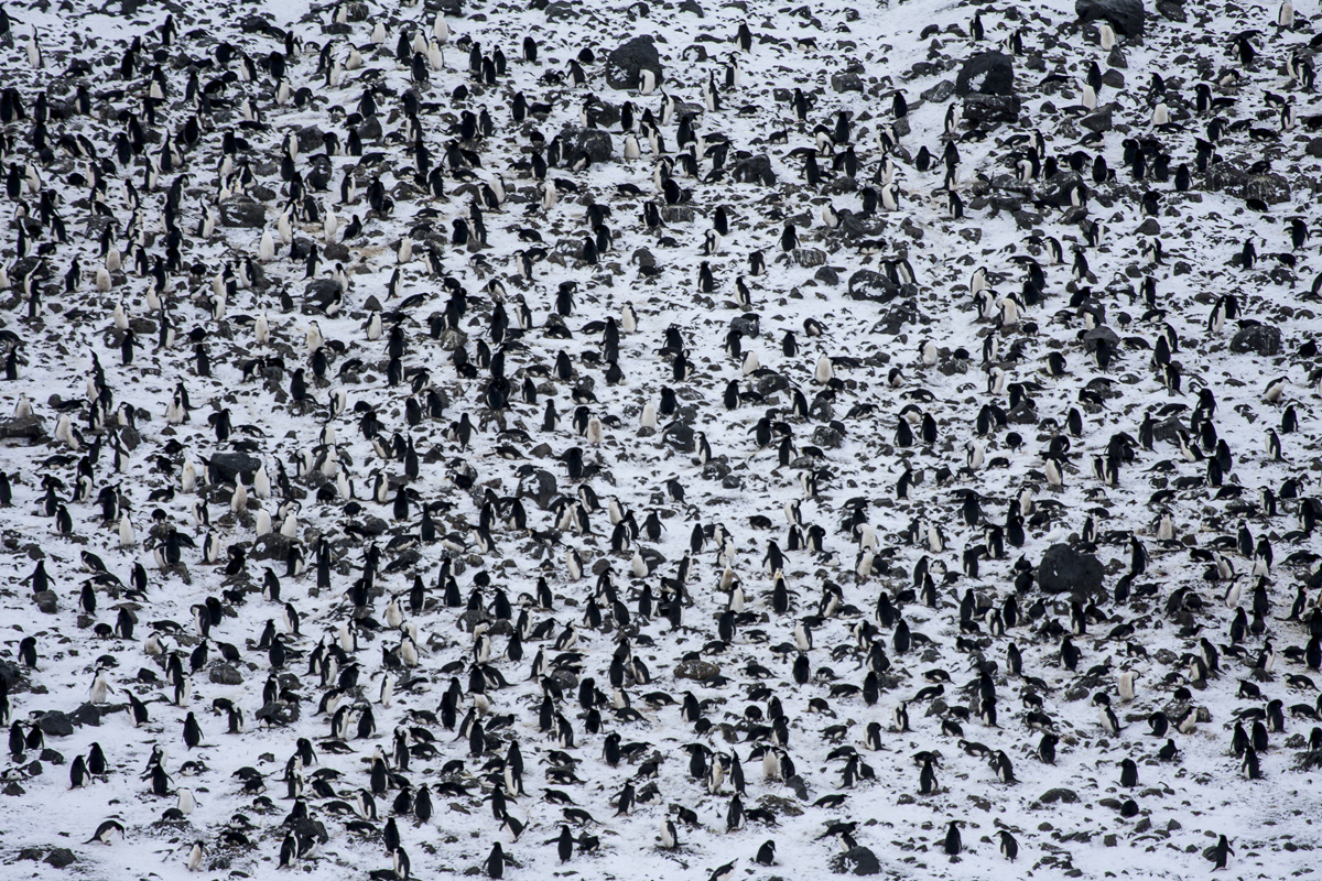 Antarctica Penguins
