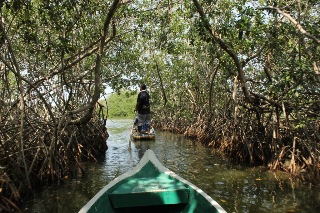 Mangroves Colombia Mangroves Colombia