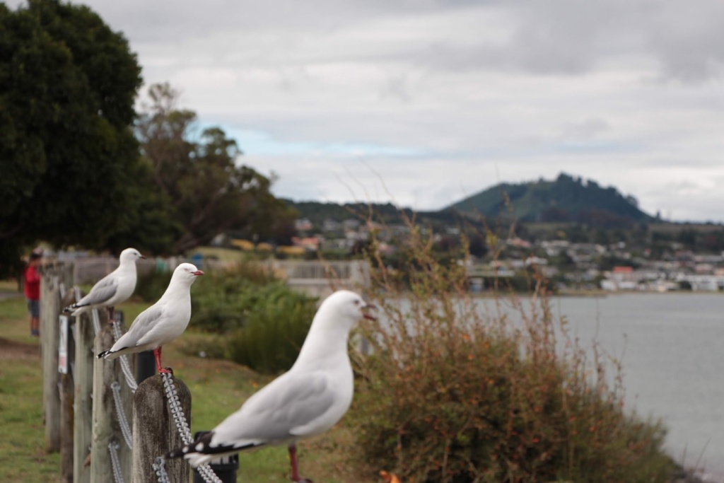 Taupo Taupo