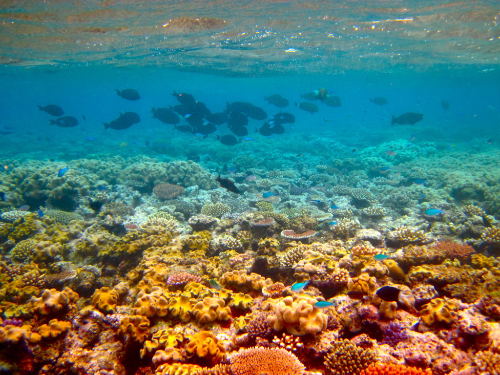 Outer Great Barrier Reef by Kyle Taylor Outer Great Barrier Reef by Kyle Taylor