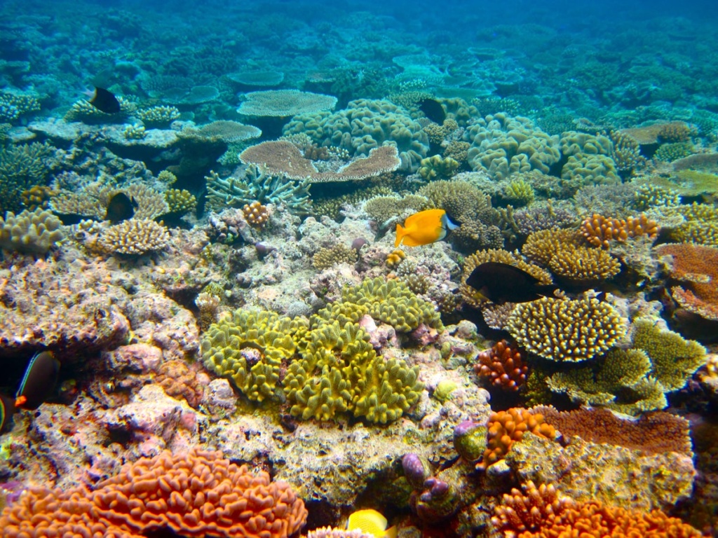 Outer Great Barrier Reef by Kyle Taylor Outer Great Barrier Reef by Kyle Taylor