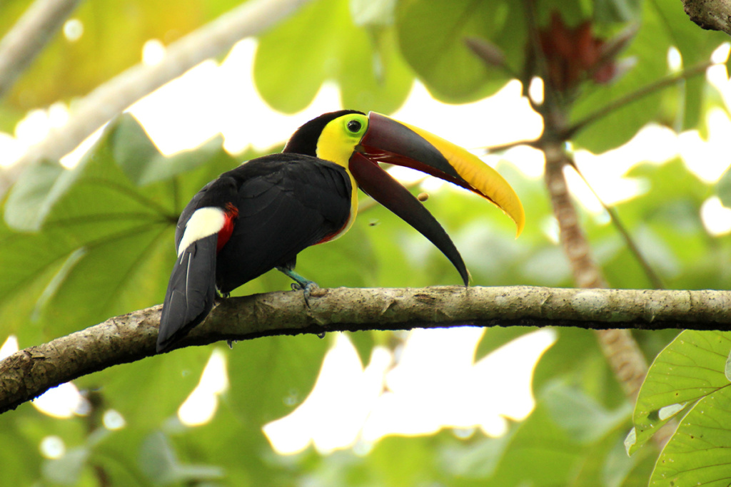 Toucan-Costa-Rica